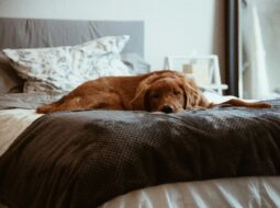 Dog’s Presence